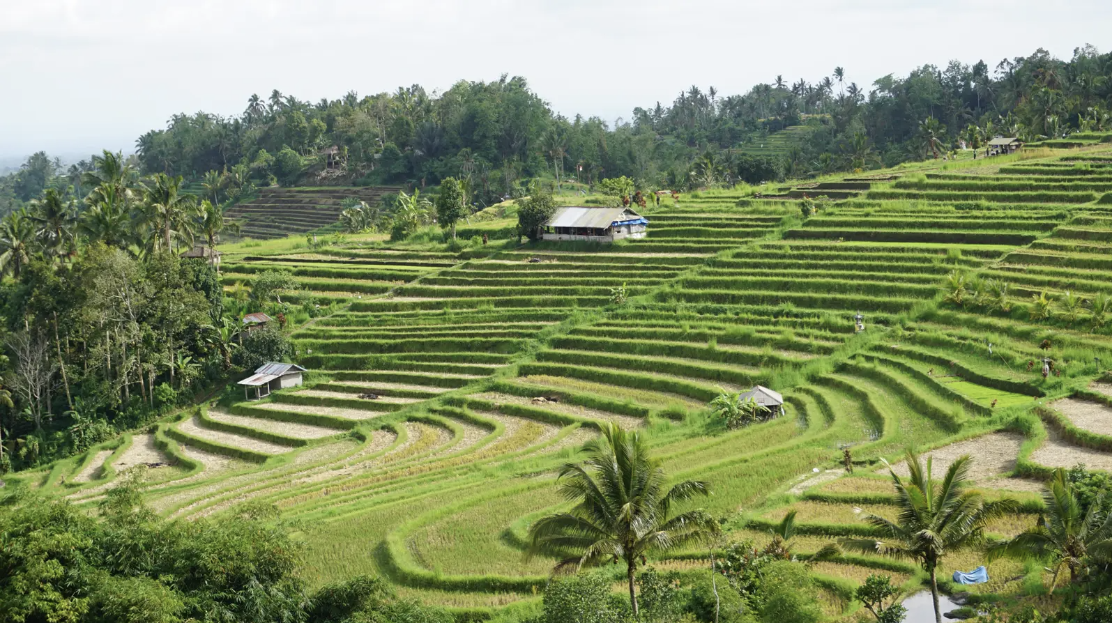 Rice Terraces Tour